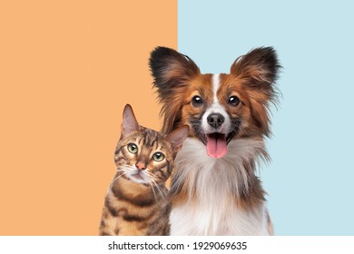 portrait of a cat and dog looking at camera in front of trendy duo tone background