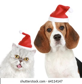 Portrait of a cat and dog in red Christmas hats. Isolated on a white background
