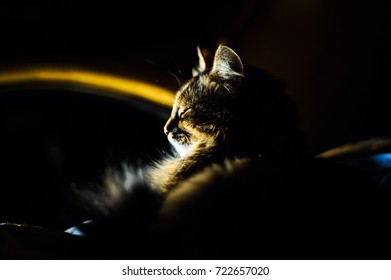 Portrait of a cat. Dramatic light - Powered by Shutterstock - Get 15% off with code: PIKWIZARD15