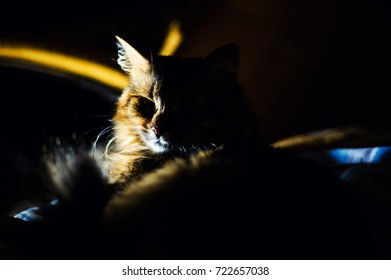 Portrait of a cat. Dramatic light