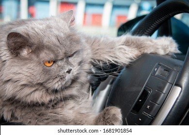 Portrait Of A Cat Driving A Car. Close-up.