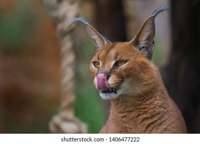 Portrait Of A Cat Felis Caracal