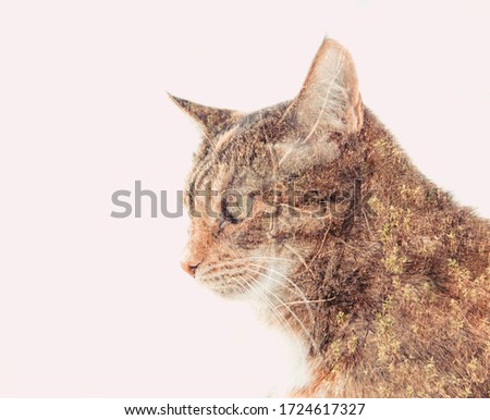 Similar – Image, Stock Photo Chili chills. Animal Pet