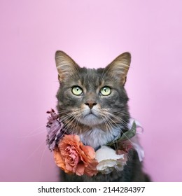 Portrait Of A Cat With Flowers In Studio Photography In Front Of A Pink Background