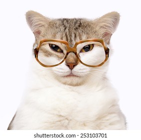 portrait of cat with glasses isolated on white