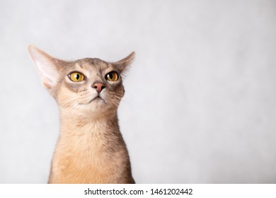 83,336 Cat photo Images, Stock Photos & Vectors | Shutterstock