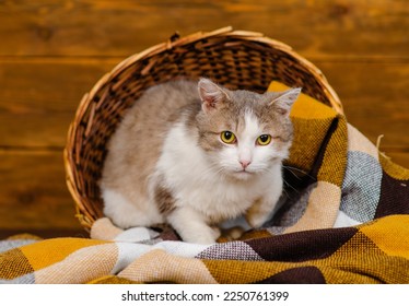 Portrait of a cat lying in a pile of hay in a barn on a farm - Shutterstock ID 2250761399