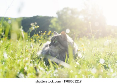 Portrait cat in nature. Furry gray cat lying in the grass, resting outdoors on a sunny summer morning. Pet walking outside