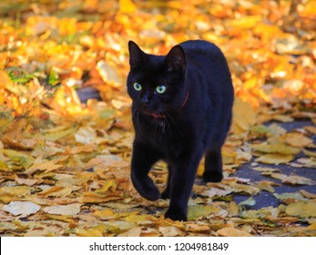 Portrait of a cat on an autumn walk - Powered by Shutterstock