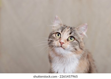 Portrait of a Cat on a light yellow background. Place for text. Cat looking at the camera. Kitten with big green eyes close-up. Pet. Beautiful Kitten. Animal background. Web banner with copy space - Powered by Shutterstock