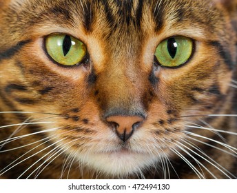 Portrait of cat rare Toyger breed, closeup. Toy tiger.