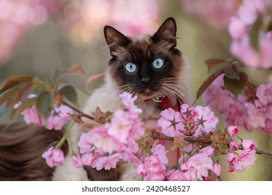 portrait cat in the sakura - Powered by Shutterstock