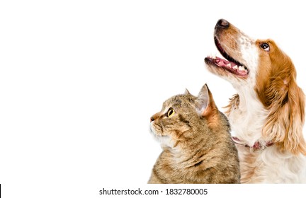 Portrait of a cat Scottish Straight and dog Russian spaniel looking up together, closeup, isolated on white background