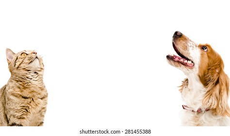 Portrait of a cat Scottish Straight and dog Russian Spaniel looking up isolated on white background