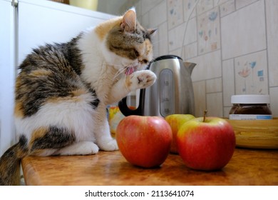 Portrait Of A Cat Sitting  On Top Of Cabinet In Kitchen And Licking A Paw. This Is Exotic Cat Breed. There Are Red Apples And Electric Kettle On Table Top.  