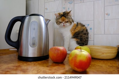 Portrait Of A Cat Sitting  On Top Of Cabinet In Kitchen And Looking At Red Apples Laying On Table. Electric Kettle On Table Top. This Is Exotic Cat Breed. 