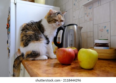 Portrait Of A Cat Sitting  On Top Of Cabinet In Kitchen And Looking At Red Apples Laying On Table. Electric Kettle On Table Top. This Is Exotic Cat Breed. 