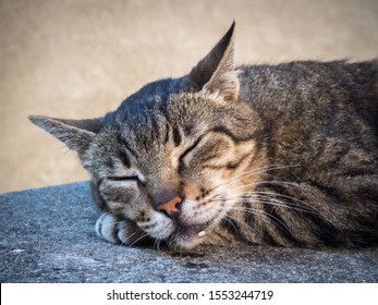 Portrait Of A Cat Sleeping Happily Drooling