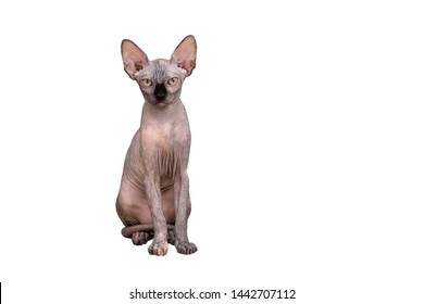 Hairless Cat Images, Stock Photos \u0026 Vectors