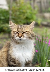 Portrait Of A Cat With Squinted Eyes, Cat, Looks With Contempt, Portrait Of A Smug Cat