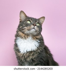 Portrait Of A Cat In Studio Photography In Front Of A Pink Background