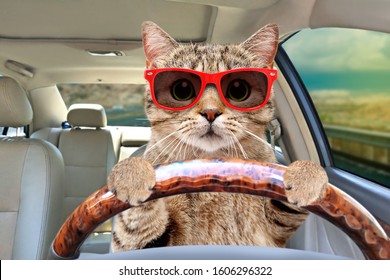 Portrait Of A Cat With Sunglasses Driving A Car