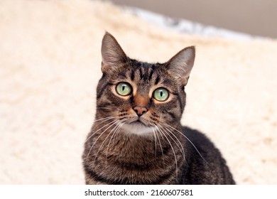 Portrait Of A Cat With A Surprised Look Is Resting On A Diva