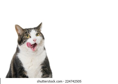 Portrait of a cat with tongue sticking out. Against a white background with room for text