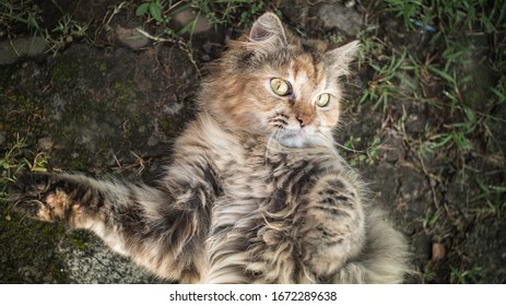 Portrait Of A Cat Wants A Belly Rub.