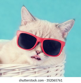 Portrait Of Cat Wearing Sunglasses