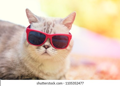 Portrait of cat wearing sunglasses lying on the beach