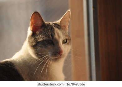 167 Pinto cat Images, Stock Photos & Vectors | Shutterstock