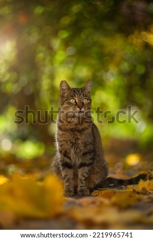 Similar – Foto Bild Grauer Kater auf Gartenweg