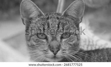 the portrait of a cate 