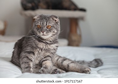 Portrait Of Cats Comfortable On The Bed . Scottish Fold Cats Purebred Cute Ginger Kitten Pet Is Feeling Happy. Love To Animals Pet Concept.