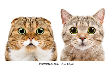 Portrait Of Cats Scottish Fold And Scottish Straight, Closeup, Isolated On White Background