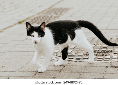 portrait of a cat,the cat is looking at the camera, 
Close up of a Black and white cat, portrait of a domestic cat in a background, Portrait of a beautiful adult young black and white cat - Powered by Shutterstock