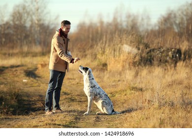 Portrait Of A Caucasian Man Training Central Asian Shepherd Dog On Autumn Sunny Field. Dog Sitting And Looking At An Owner