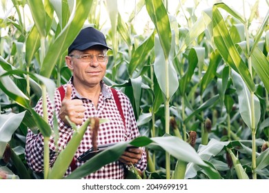 Portrait of caucasian senior man standing in green corn field, smiling cheerfully to camera and giving thumb up. Male farmer with smile outdoors in summer corn field - Shutterstock ID 2049699191