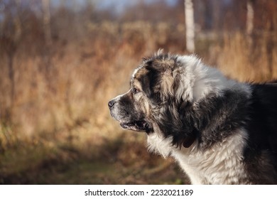 portrait of caucasian shepherd dog in the field - Shutterstock ID 2232021189