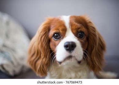 Portrait of Cavalier King Charles dog on the couch