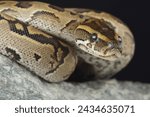 Portrait of a Central African Rock Python on a rock
