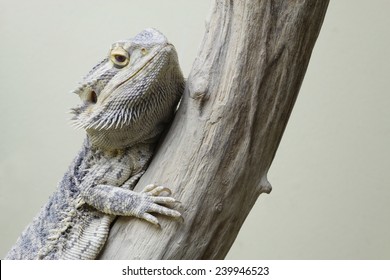 Portrait Of A Central Bearded Dragon 