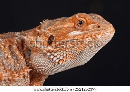 Portrait of a Central Bearded Dragon
