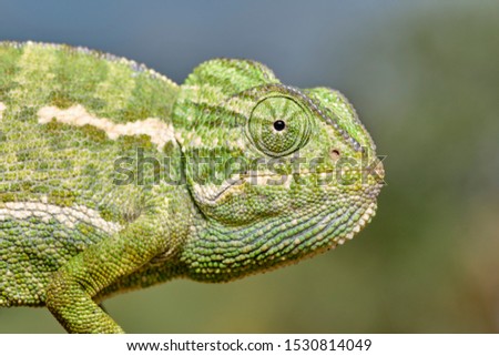 Similar – closeup of juvenile green lizard