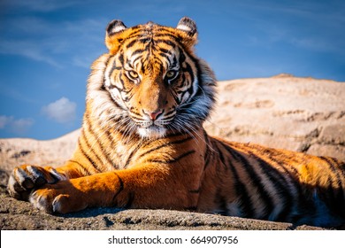 Portrait Of Charismatic Tiger With Eye Contact