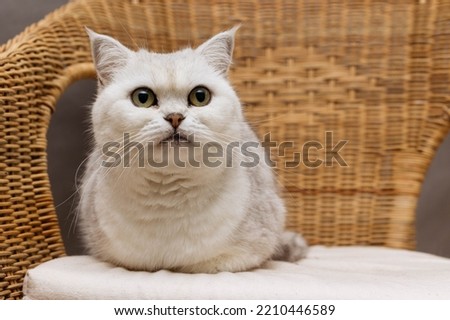 Portrait of a charming cat Scotish Straight white close-up on a wicker chair.