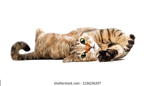 Portrait of a charming cat Scottish Straight lying isolated on white background
