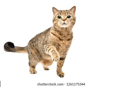 Portrait of charming curious cat Scottish Straight standing with raised paw isolated on white background