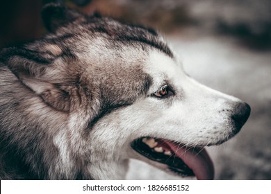 big fluffy grey and white dog